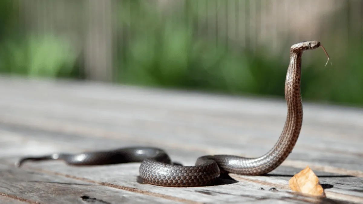 viral-video-deadly-snake-emerges-from-toilet-seat-internet-petrified
